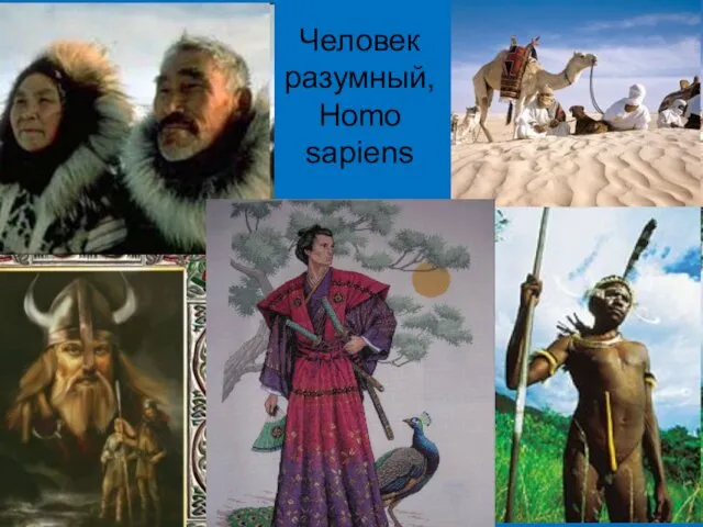 Человек разумный, Homo sapiens