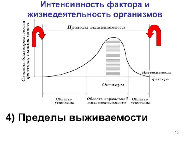 Интенсивность фактора и жизнедеятельность организмов 4) Пределы выживаемости