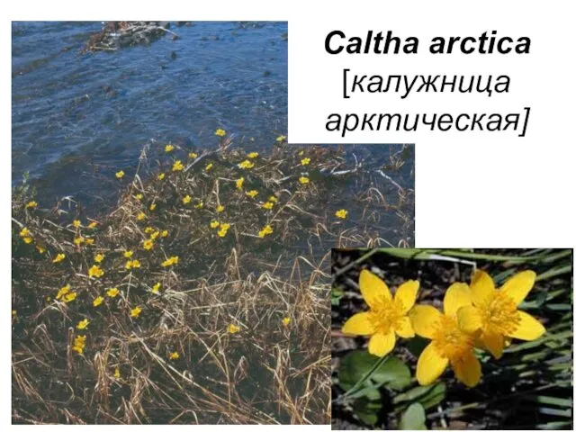 Caltha arctica [калужница арктическая]