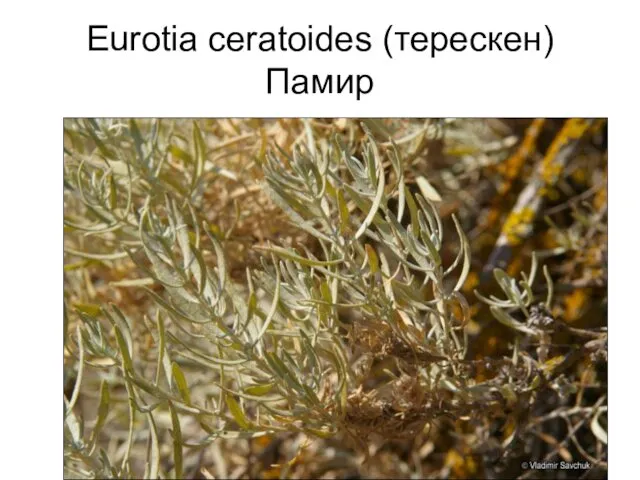 Eurotia ceratoides (терескен) Памир