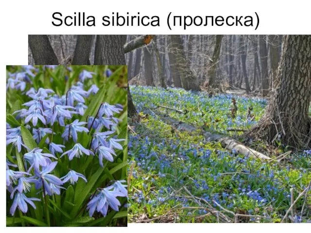 Scilla sibirica (пролеска)