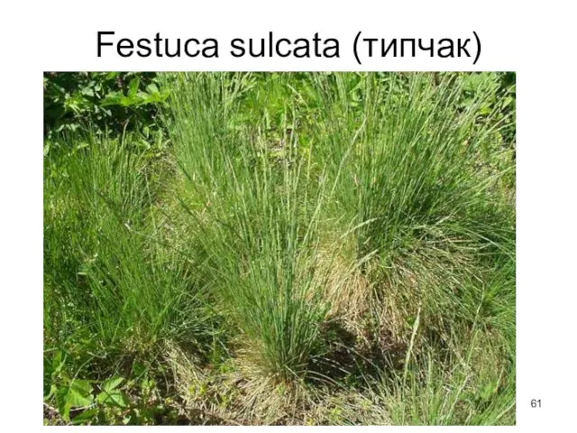 Festuca sulcata (типчак)