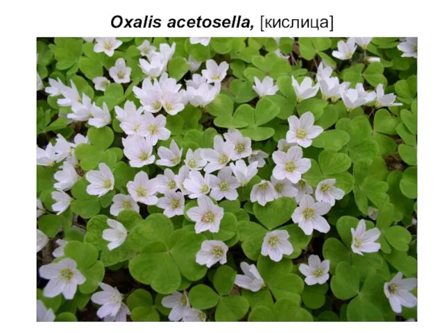 Oxalis acetosella, [кислица]