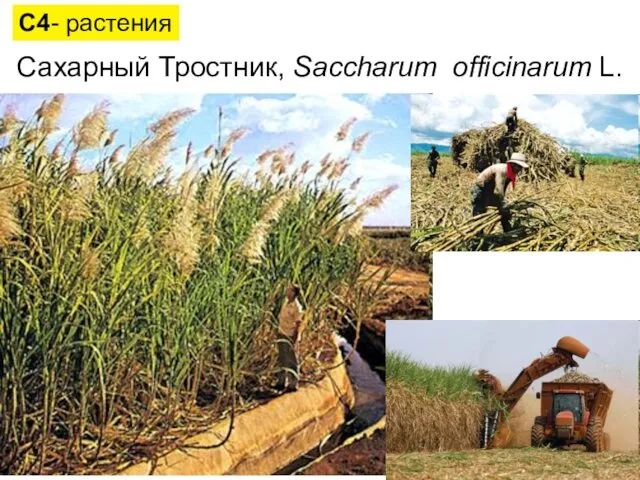 Сахарный Тростник, Saccharum officinarum L. С4- растения