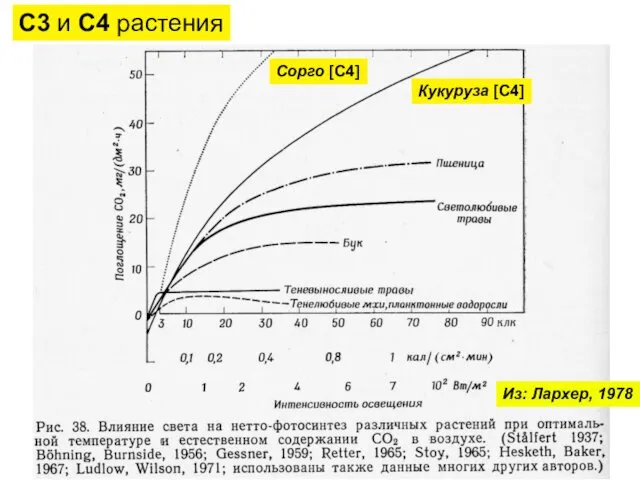 Из: Лархер, 1978 С3 и С4 растения Сорго [С4] Кукуруза [С4]
