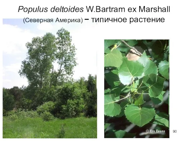 Populus deltoides W.Bartram ex Marshall (Северная Америка) − типичное растение