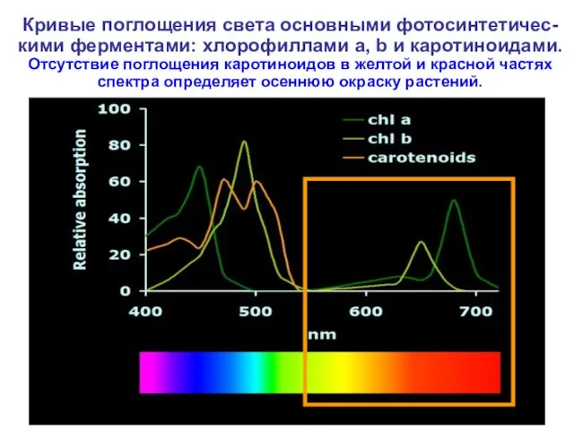 Кривые поглощения света основными фотосинтетичес-кими ферментами: хлорофиллами a, b и