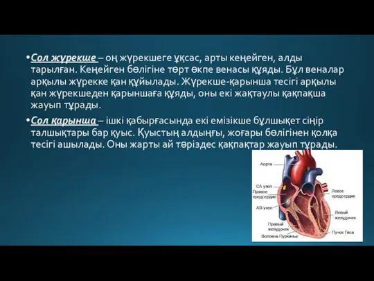 Сол жүрекше – оң жүрекшеге ұқсас, арты кеңейген, алды тарылған. Кеңейген бөлігіне төрт