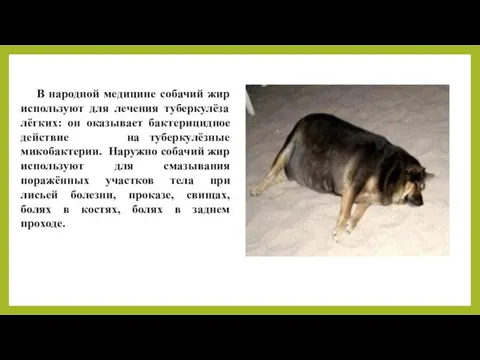 В народной медицине собачий жир используют для лечения туберкулёза лёгких: