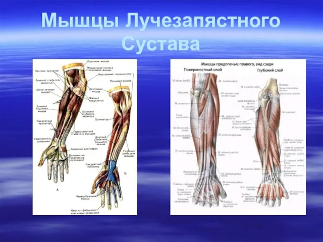 Мышцы Лучезапястного Сустава