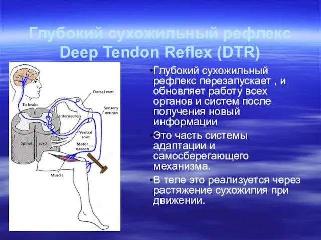 Глубокий сухожильный рефлекс Deep Tendon Reflex (DTR) Глубокий сухожильный рефлекс