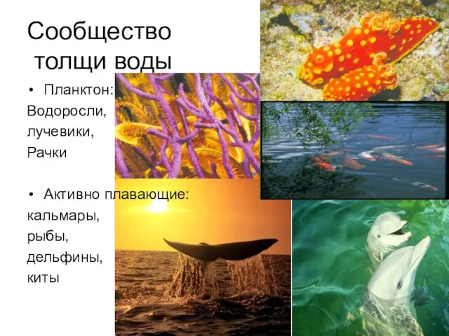 Сообщество толщи воды Планктон: Водоросли, лучевики, Рачки Активно плавающие: кальмары, рыбы, дельфины, киты