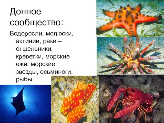 Донное сообщество: Водоросли, молюски, актинии, раки – отшельники, креветки, морские ежи, морские звезды, осьминоги, рыбы