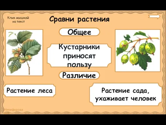 Сравни растения Общее Различие Кустарники приносят пользу Растение леса Растение