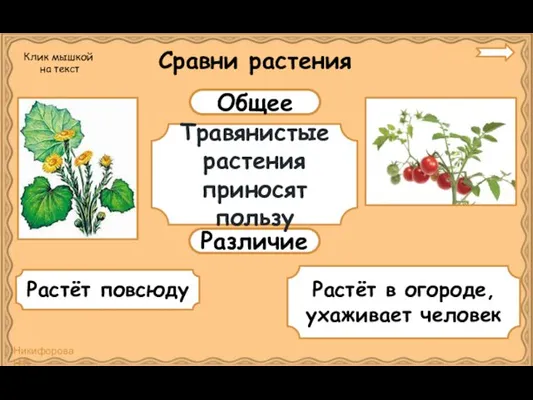 Сравни растения Общее Различие Травянистые растения приносят пользу Растёт повсюду