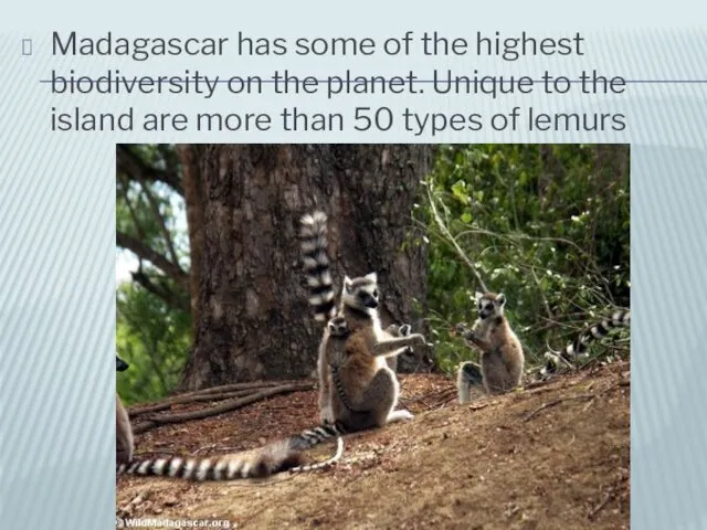 Madagascar has some of the highest biodiversity on the planet.