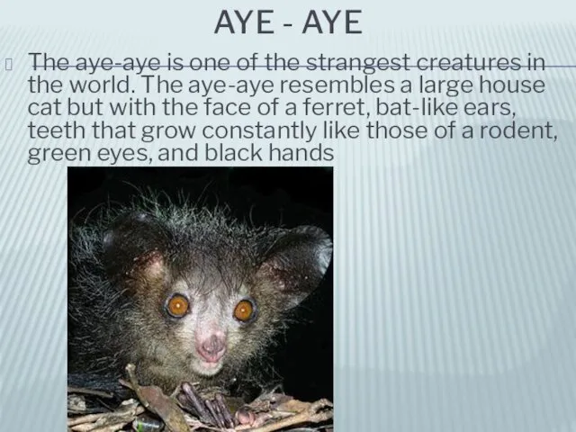 AYE - AYE The aye-aye is one of the strangest