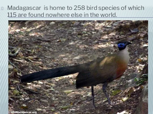 Madagascar is home to 258 bird species of which 115