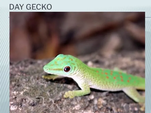 DAY GECKO