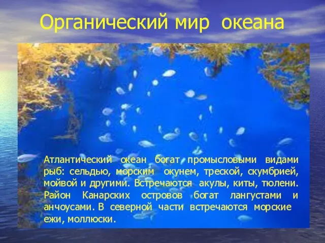 Органический мир океана Атлантический океан богат промысловыми видами рыб: сельдью,