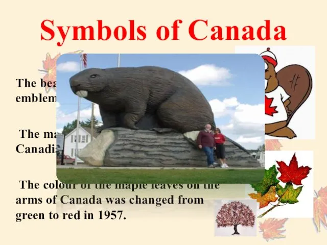 Symbols of Canada The beaver attained official status as an emblem of Canada