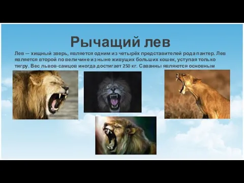 Рычащий лев Лев — хищный зверь, является одним из четырёх