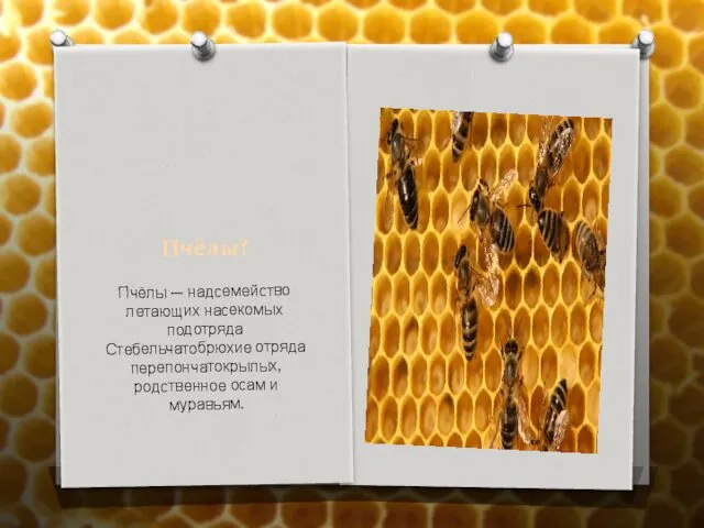 Пчёлы? Пчёлы — надсемейство летающих насекомых подотряда Стебельчатобрюхие отряда перепончатокрылых, родственное осам и муравьям.