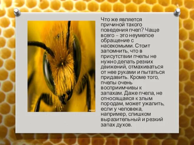Что же является причиной такого поведения пчел? Чаще всего –