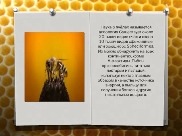 Наука о пчёлах называется апиология.Существует около 20 тысяч видов пчёл