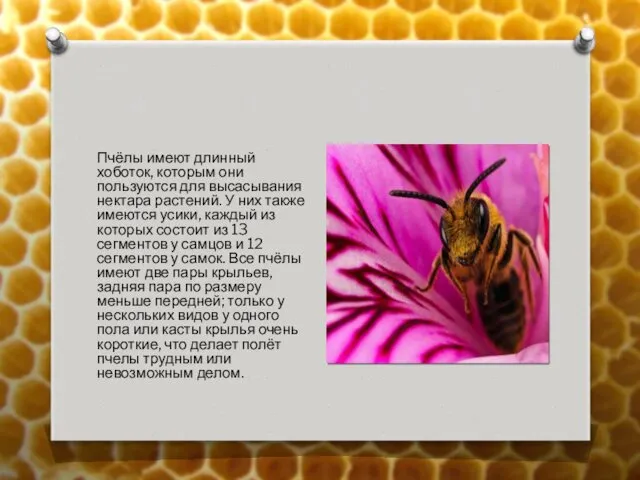 Пчёлы имеют длинный хоботок, которым они пользуются для высасывания нектара