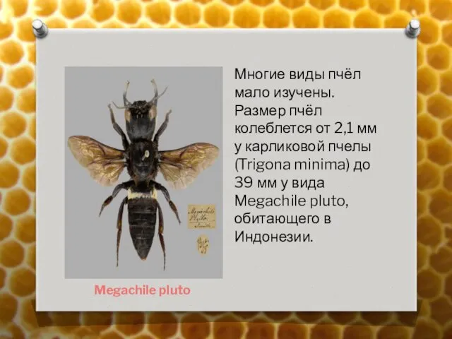 Megachile pluto Многие виды пчёл мало изучены. Размер пчёл колеблется