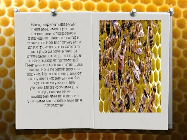 Воск, вырабатываемый пчелами, имеет разное назначение: покровное (защищает пчел от