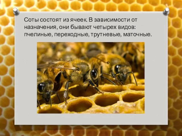 Соты состоят из ячеек. В зависимости от назначения, они бывают четырех видов: пчелиные, переходные, трутневые, маточные.