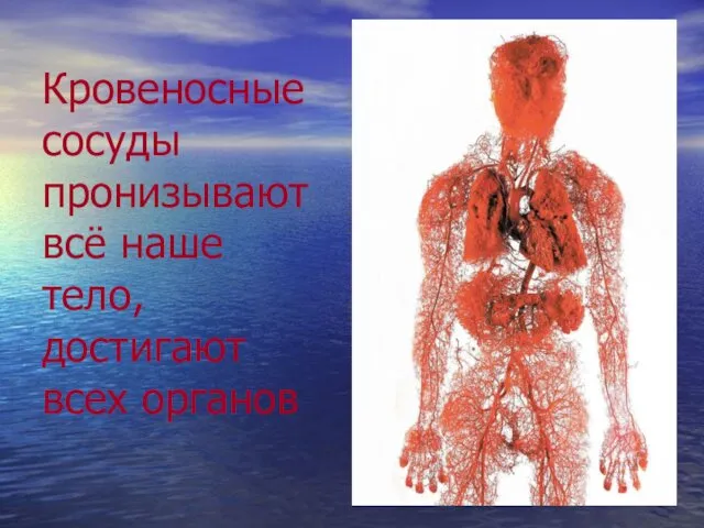 Кровеносные сосуды пронизывают всё наше тело, достигают всех органов