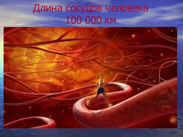 Длина сосудов человека 100 000 км
