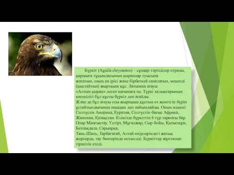 Бүркіт (Aguila chrysaetos) – сұңқар тәрізділер отряды, қаршыға тұқымдасының қырандар