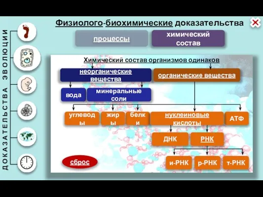 Физиолого-биохимические доказательства химический состав процессы Химический состав организмов одинаков неорганические