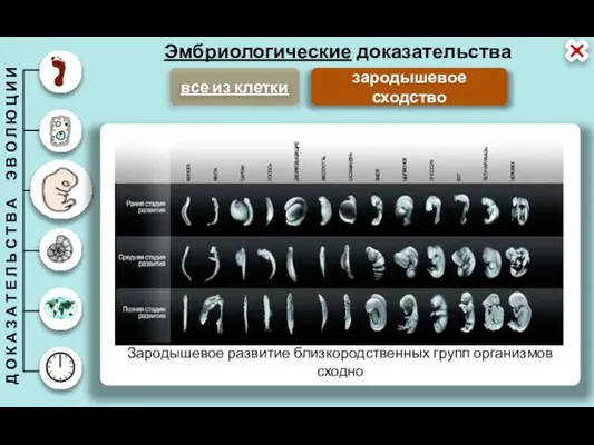 Эмбриологические доказательства зародышевое сходство все из клетки Зародышевое развитие близкородственных групп организмов сходно