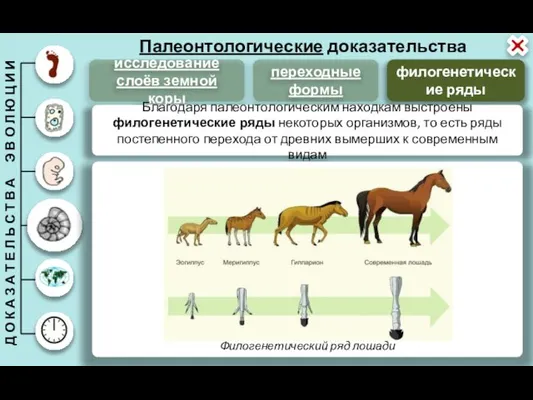 Палеонтологические доказательства филогенетические ряды исследование слоёв земной коры переходные формы