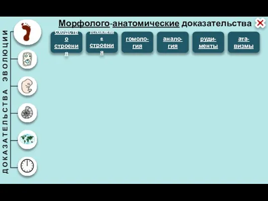 Морфолого-анатомические доказательства сходство строения усложнение строения гомоло-гия анало-гия руди-менты ата-визмы