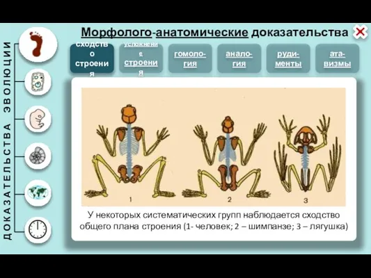 Морфолого-анатомические доказательства сходство строения усложнение строения гомоло-гия анало-гия руди-менты ата-визмы