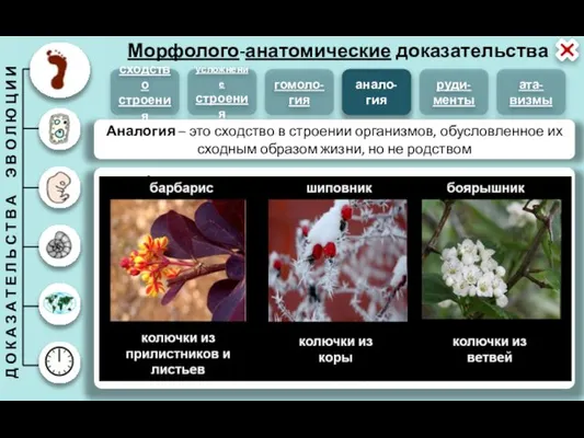 Морфолого-анатомические доказательства анало-гия сходство строения усложнение строения гомоло-гия руди-менты ата-визмы