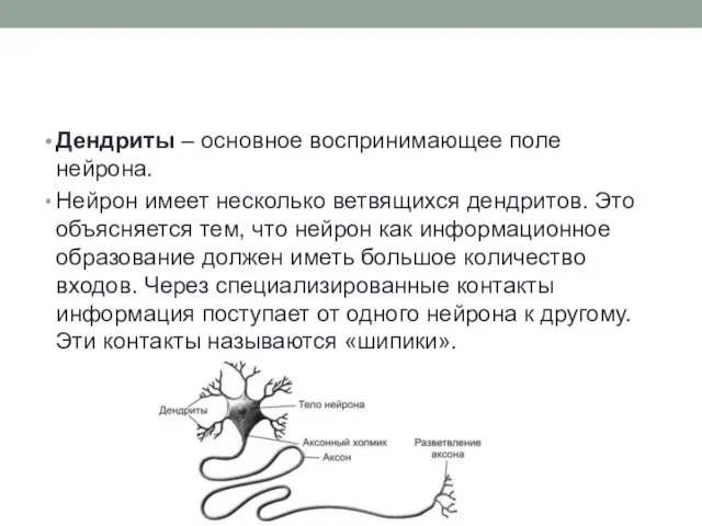 Дендриты – основное воспринимающее поле нейрона. Нейрон имеет несколько ветвящихся дендритов. Это объясняется