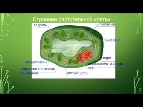 цитоплазма ядрышко ядро эндоплазматическая сеть митохондрии наружняя клеточная мембрана хлоропласты вакуоль Строение растительной клетки