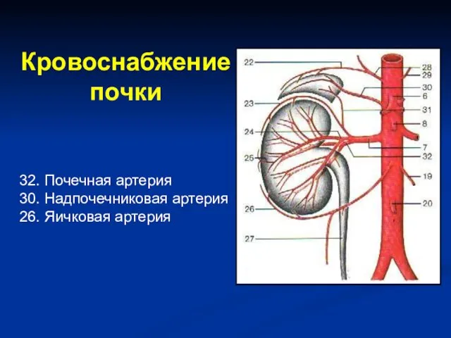 Кровоснабжение почки 32. Почечная артерия 30. Надпочечниковая артерия 26. Яичковая артерия