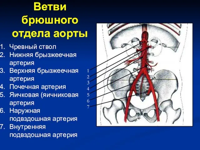 Ветви брюшного отдела аорты 1 2 3 4 5 6