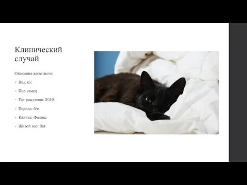 Клинический случай Описание животного: Вид кот Пол самец Год рождения: 2018 Порода: б/п
