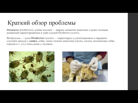 Краткий обзор проблемы Отодектоз (otodectosis; ушная чесотка) — акариаз домашних животных и редко