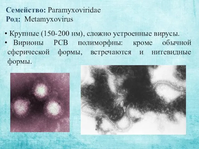 Семейство: Paramyxoviridae Род: Metamyxovirus Крупные (150-200 нм), сложно устроенные вирусы. Вирионы РСВ полиморфны:
