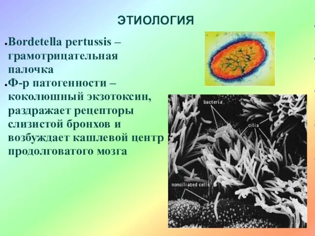 ЭТИОЛОГИЯ Bordetella pertussis – грамотрицательная палочка Ф-р патогенности – коколюшный экзотоксин, раздражает рецепторы